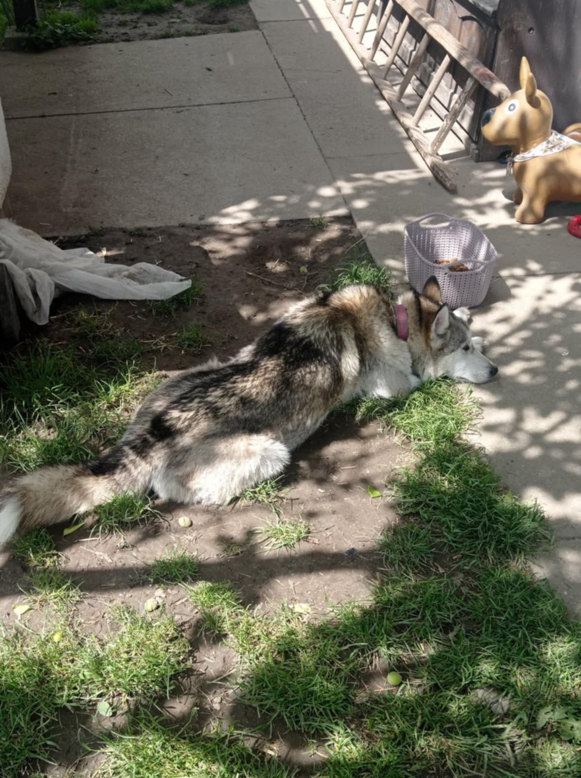 Hledá se zaběhnutá fenka - rasa Husky